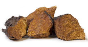 Chaga Pilz Studien